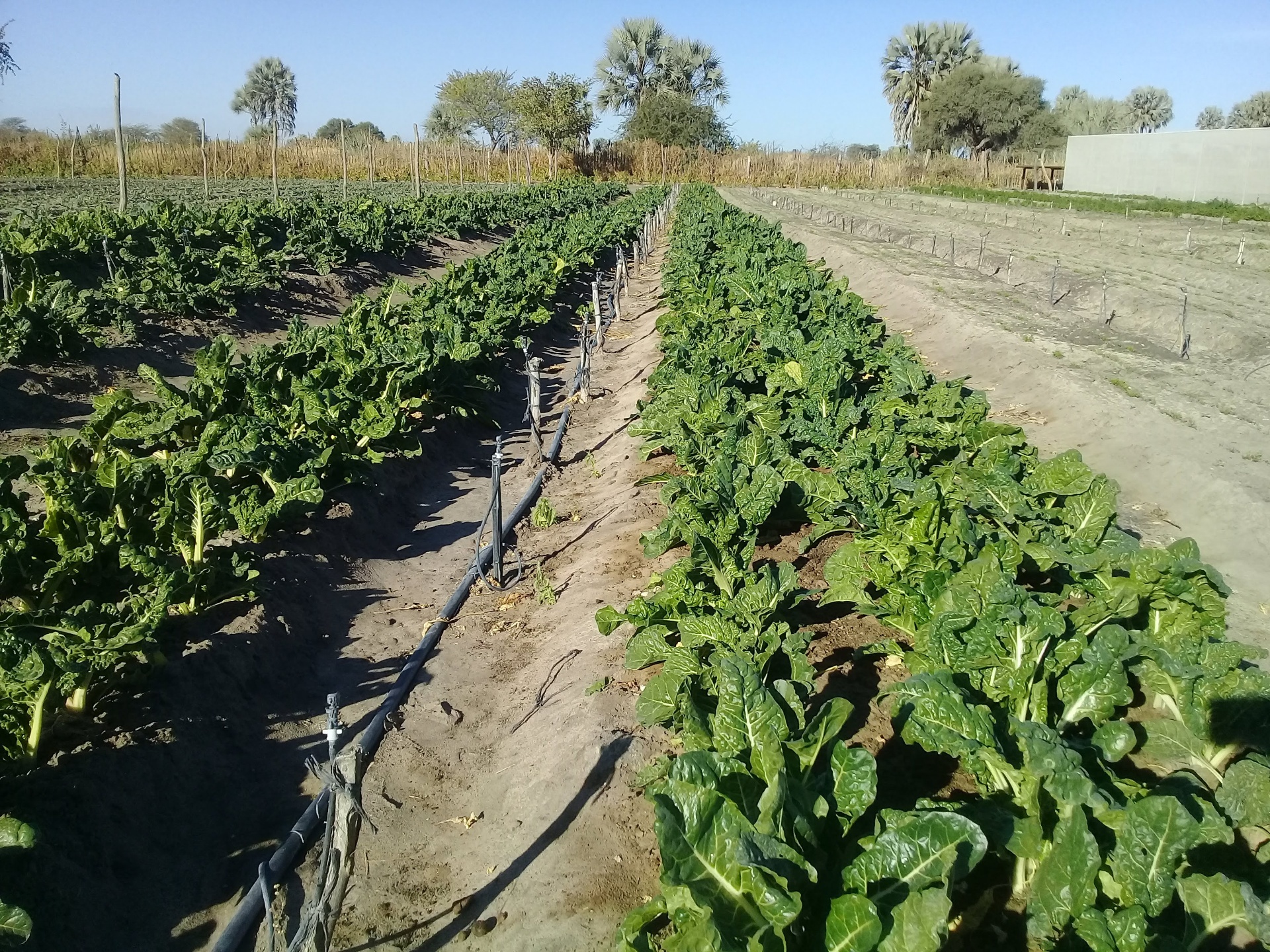Mayana Community Garden