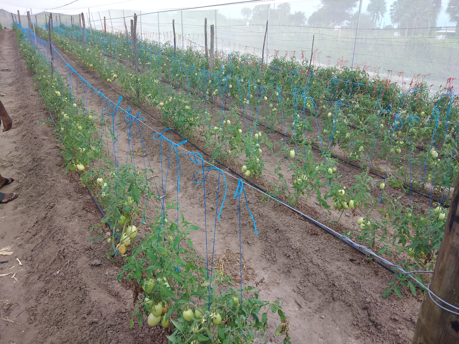 Rutwau Green Scheme Garden