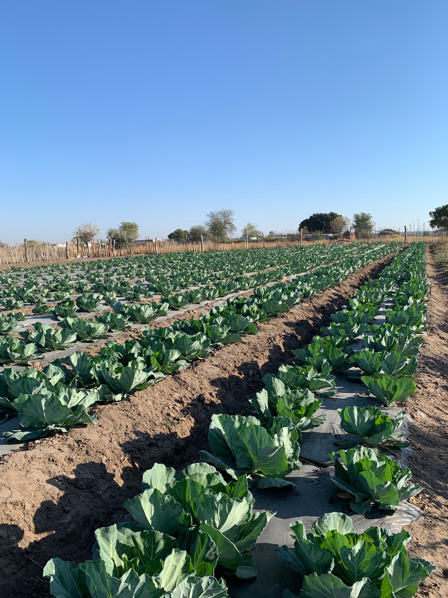 Mayana Community Garden
